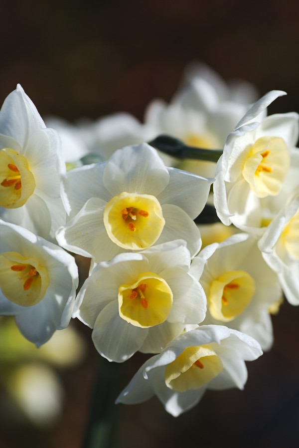 Jonquil The Flower Ring by Joy Watson